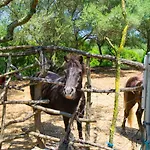 Finca Es Fangar Sineu By Mallorca Villa Selection