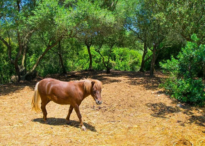 Finca Es Fangar Sineu By Mallorca Villa Selection