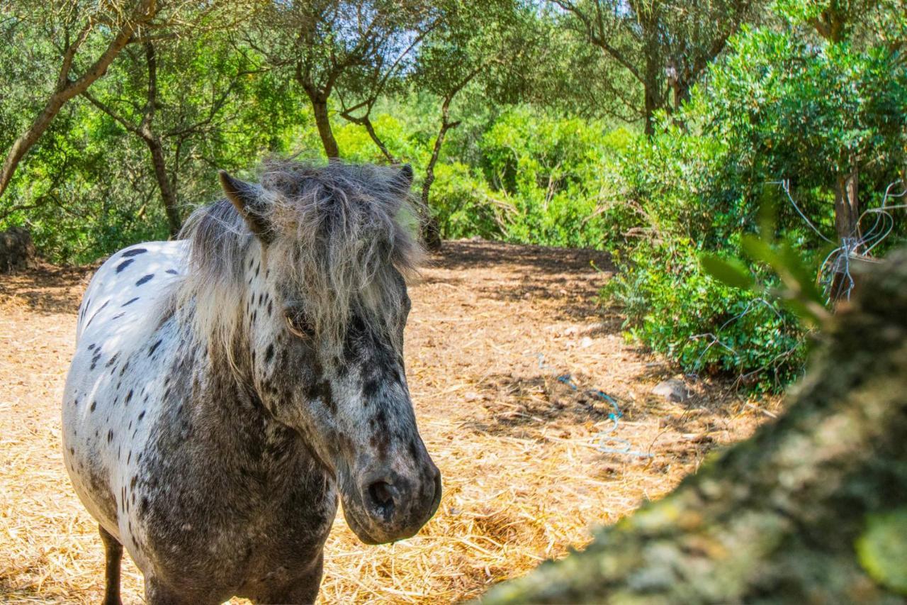 Es Fangar By Mallorca Selection * Sineu (Mallorca)